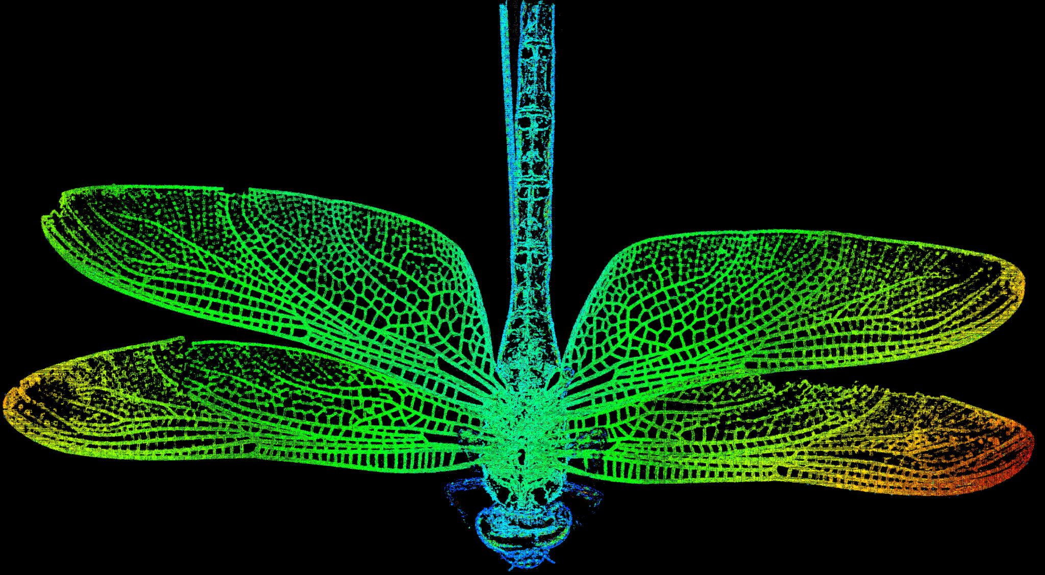 Dragon-fly Depth_Colored